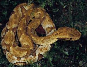 Venomous drugs: The pressure-drop viper