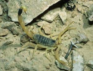Venomous drugs: The cancer-killing scorpion