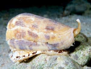 Venomous drugs: The pain-killing snail