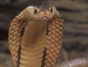 Venomous drugs: The cobra that could cheat MS