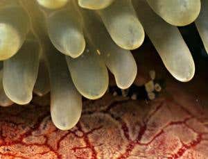 Venomous drugs: A sea anemone fights autoimmunity