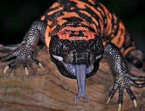 Venomous drugs: The diabetes-busting lizard