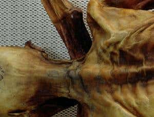 New Scientist. Science news and long reads from expert journalists, covering developments in science, technology, health and the environment on the website and the magazine.