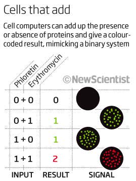 Cells that add