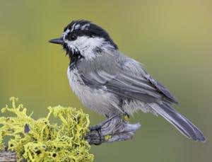 Chickadees get smarter as they move up mountains