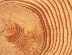 Vast cosmic event leaves record in ancient trees