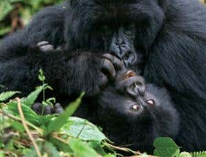 New Scientist. Science news and long reads from expert journalists, covering developments in science, technology, health and the environment on the website and the magazine.