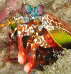 New Scientist. Science news and long reads from expert journalists, covering developments in science, technology, health and the environment on the website and the magazine.