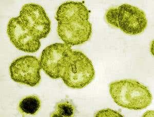 New Scientist. Science news and long reads from expert journalists, covering developments in science, technology, health and the environment on the website and the magazine.