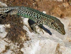 New Scientist. Science news and long reads from expert journalists, covering developments in science, technology, health and the environment on the website and the magazine.