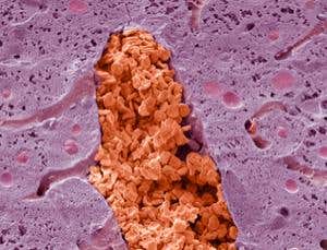 New Scientist. Science news and long reads from expert journalists, covering developments in science, technology, health and the environment on the website and the magazine.