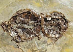 New Scientist. Science news and long reads from expert journalists, covering developments in science, technology, health and the environment on the website and the magazine.