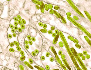 New Scientist. Science news and long reads from expert journalists, covering developments in science, technology, health and the environment on the website and the magazine.