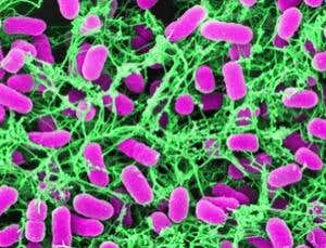 New Scientist. Science news and long reads from expert journalists, covering developments in science, technology, health and the environment on the website and the magazine.