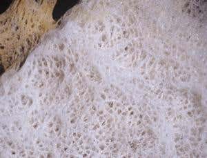 Evolution could generate new semiconducting structures