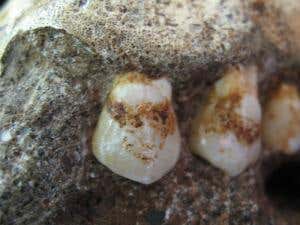 Prehistoric plaque (Image: Amanda Henry)