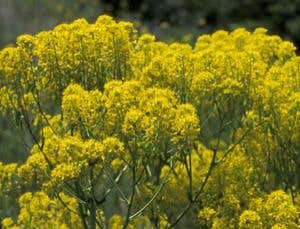 'Death carrot' could hold the key to new cancer drugs