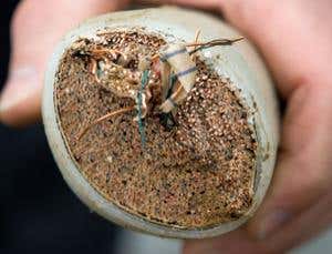 New Scientist. Science news and long reads from expert journalists, covering developments in science, technology, health and the environment on the website and the magazine.