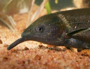 <b>Zoologger:</b> Fish with elephant's nose and crystal eyes