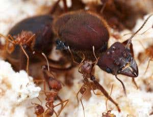 New Scientist. Science news and long reads from expert journalists, covering developments in science, technology, health and the environment on the website and the magazine.