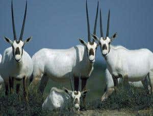 New Scientist. Science news and long reads from expert journalists, covering developments in science, technology, health and the environment on the website and the magazine.