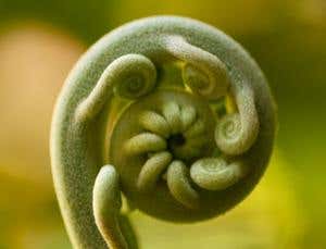 Curled-up young fern frond