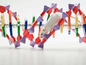 Mouse 'junk' DNA vital for gene regulation