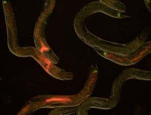 New Scientist. Science news and long reads from expert journalists, covering developments in science, technology, health and the environment on the website and the magazine.