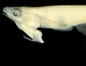 Zoologger: The fish with its genitals on its head