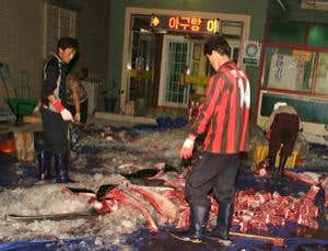 South Korea must be dissuaded from resuming whaling