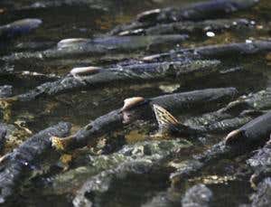 New Scientist. Science news and long reads from expert journalists, covering developments in science, technology, health and the environment on the website and the magazine.