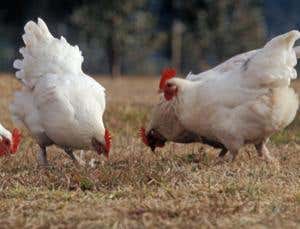 New Scientist. Science news and long reads from expert journalists, covering developments in science, technology, health and the environment on the website and the magazine.