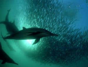 New Scientist. Science news and long reads from expert journalists, covering developments in science, technology, health and the environment on the website and the magazine.