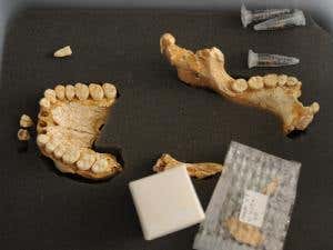 Neanderthal remains found in El Sidrón Cave 