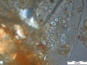Microscopic starch granules embedded in Neanderthal teeth 