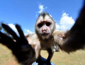 Monkey manoeuvres reveal how the brain spurs actions