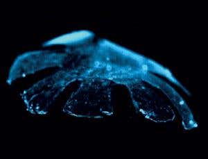 New Scientist. Science news and long reads from expert journalists, covering developments in science, technology, health and the environment on the website and the magazine.