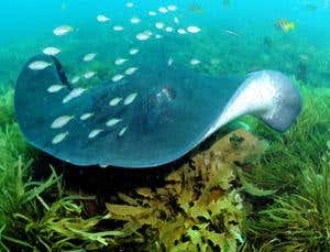 New Scientist. Science news and long reads from expert journalists, covering developments in science, technology, health and the environment on the website and the magazine.