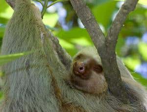 Zoologger: Sloths have slothful attitude to mating