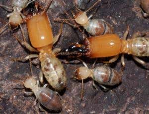 Suicidal termites use chemical weapons to defend colony