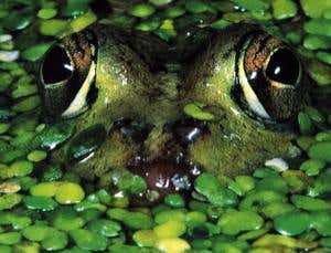 New Scientist. Science news and long reads from expert journalists, covering developments in science, technology, health and the environment on the website and the magazine.