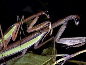 New Scientist. Science news and long reads from expert journalists, covering developments in science, technology, health and the environment on the website and the magazine.