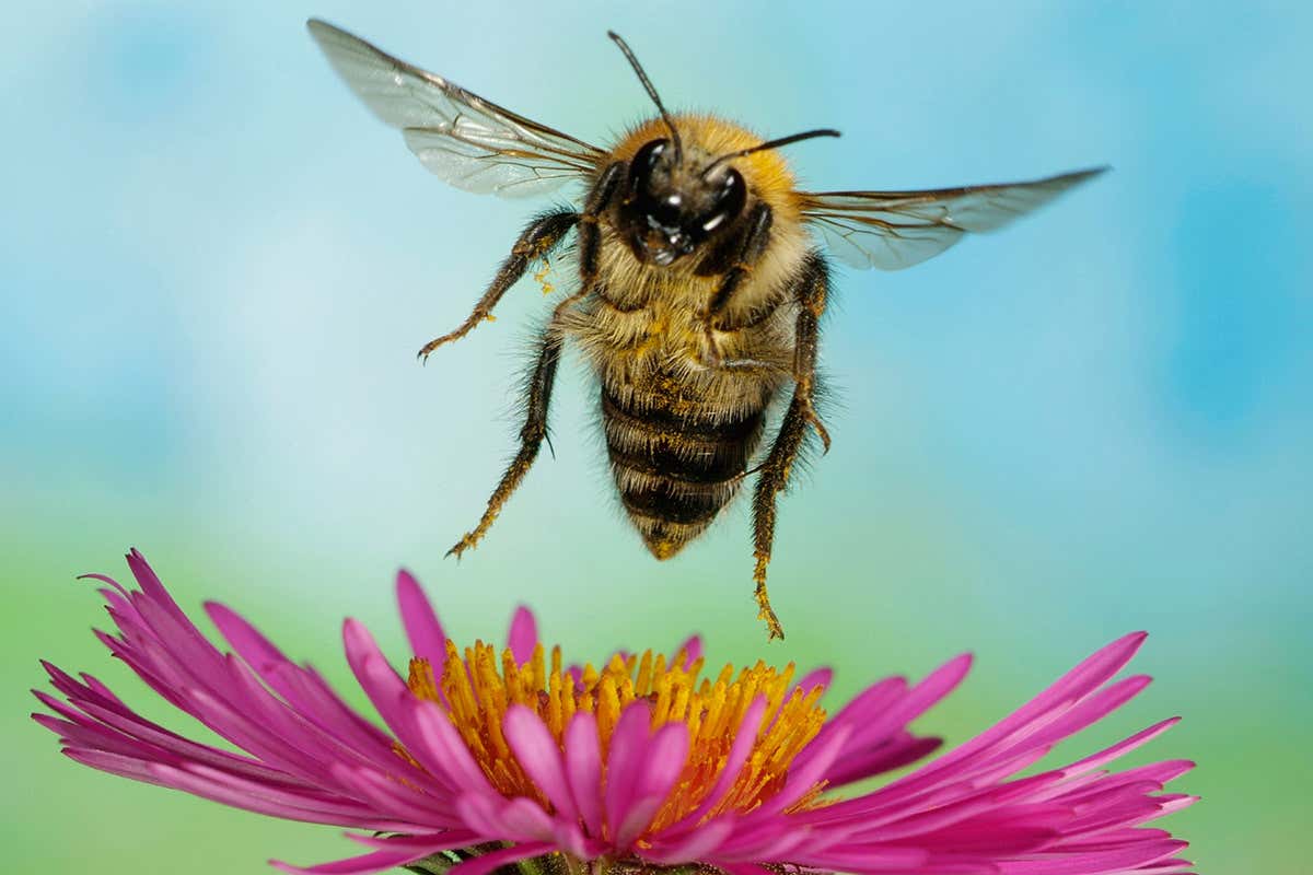 A bumblebee hovering over a flower