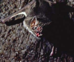 Natural immunity may protect Peruvians from rabies