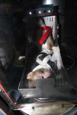 Iran Space Agency to launch a monkey into space