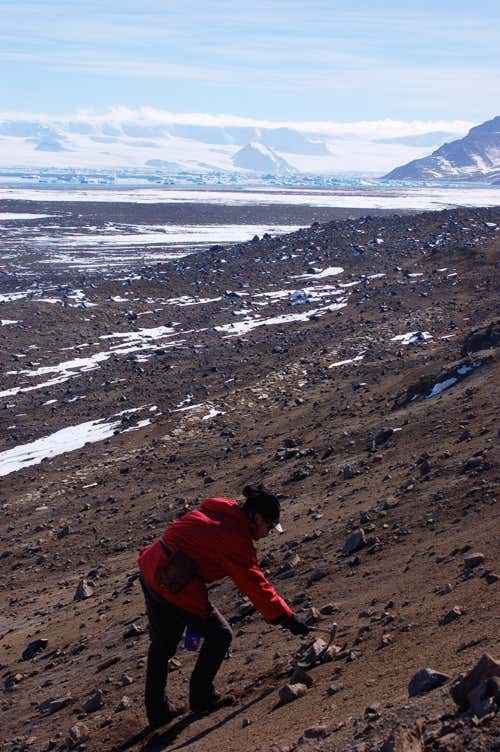 Peter Ward fossil hunting on James Ross Island, Antarctica