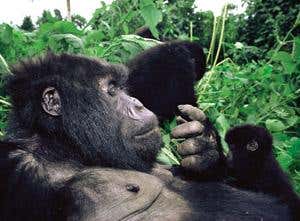 New Scientist. Science news and long reads from expert journalists, covering developments in science, technology, health and the environment on the website and the magazine.