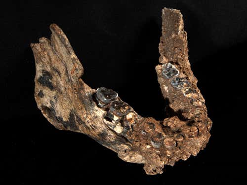 The lower jaw KNM-ER 60000 