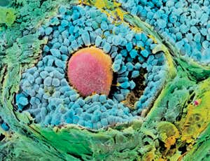 New Scientist. Science news and long reads from expert journalists, covering developments in science, technology, health and the environment on the website and the magazine.