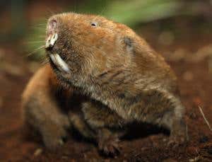 New Scientist. Science news and long reads from expert journalists, covering developments in science, technology, health and the environment on the website and the magazine.